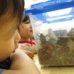 カブトムシが成虫になって出てきました！