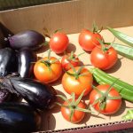 毎日、みんなでお水をあげて立派に成長したお野菜さん。