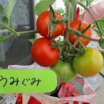 幼児:7月15~26日トマト栽培活動