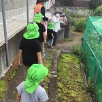 夏野菜の収穫