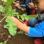 たいよう組　大根の間引きをしました
