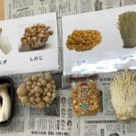 そら組「きのこ🍄くらべ」