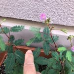 たいよう組さんの「おじぎ草」
