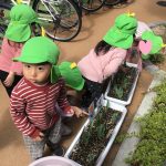 ふたば：チューリップ大きくなったよ