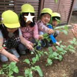 新たいよう組、初めての収穫！