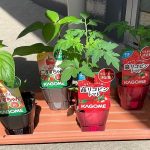 たいよう組「野菜の苗植え」