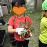 トマトとかぼちゃを育てはじめました!