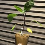 うみ組で夏野菜を植えました