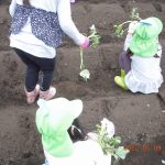 ☆さつま芋の苗植え~うみ・そら・たいよう組~☆
