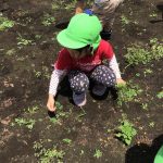 コトニアガーデンの畑にお野菜を！