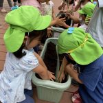 ネギの収穫