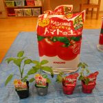 たいよう組：トマト＆パプリカ栽培①定植