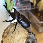 大人気！カブトムシ！！