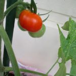 たいよう組：トマト＆パプリカ栽培⑦　色づき