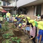 たいよう組　芋ほり！！
