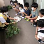 「枝豆収穫!」