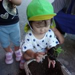 ≪ふたば組 野菜の苗植え≫