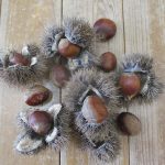 💛11月10日💛『栗拾い🌰』