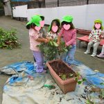 💛11月1日💛 ふたば組:食育『サツマイモ』