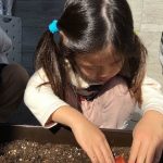 うみ組チューリップ球根植え
