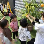 そよかぜ:みかんを収穫!