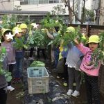 大根収穫!
