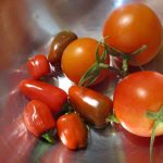 たいよう組：トマト栽培「高糖度チャレンジ結果」