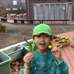 ほうれん草の収穫