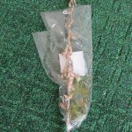 節分