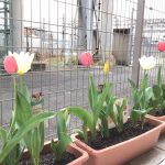 ３月２７日（月曜日）曇