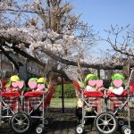 💛３月２２日💛　『桜の花を見に行ってきました！』