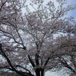 💛3月31日💛大岡山 『サクラ満開❣』