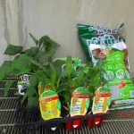 💛４月２４日💛大岡山 『夏野菜を植えました❣』　