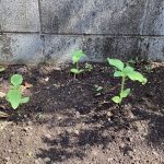 花育PART1!