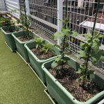 野菜の栽培