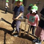 たいよう組　畑仕事が始まりました。