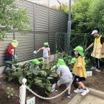 たいよう組　花・野菜の水やり