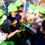 【うみぐみ　野菜の苗を植えてみました!】