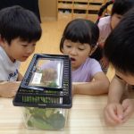 「あおむしの観察日記」~あおむしがちょうちょになったよ~