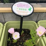 屋上の草花紹介