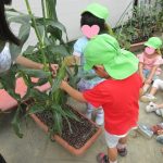 💛6月27日②💛大岡山 『うみ組:トウモロコシの収穫❣』
