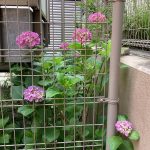 6月がやってきました!