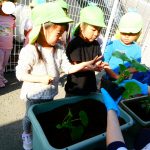 【そらぐみ　野菜の苗を買ったよ！】