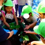 【たいようぐみ　野菜の苗植え】