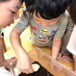 カブトムシ