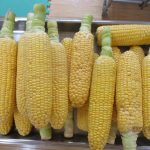 💛7月14日💛大岡山 『食育活動:とうもろこし🌽』