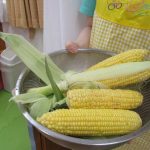 💛7月28日💛大岡山 『トウモロコシの皮むき❣』