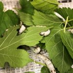 かいこ☆