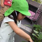 野菜の収穫