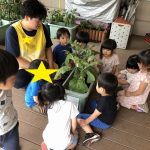 ナスを収穫しました!